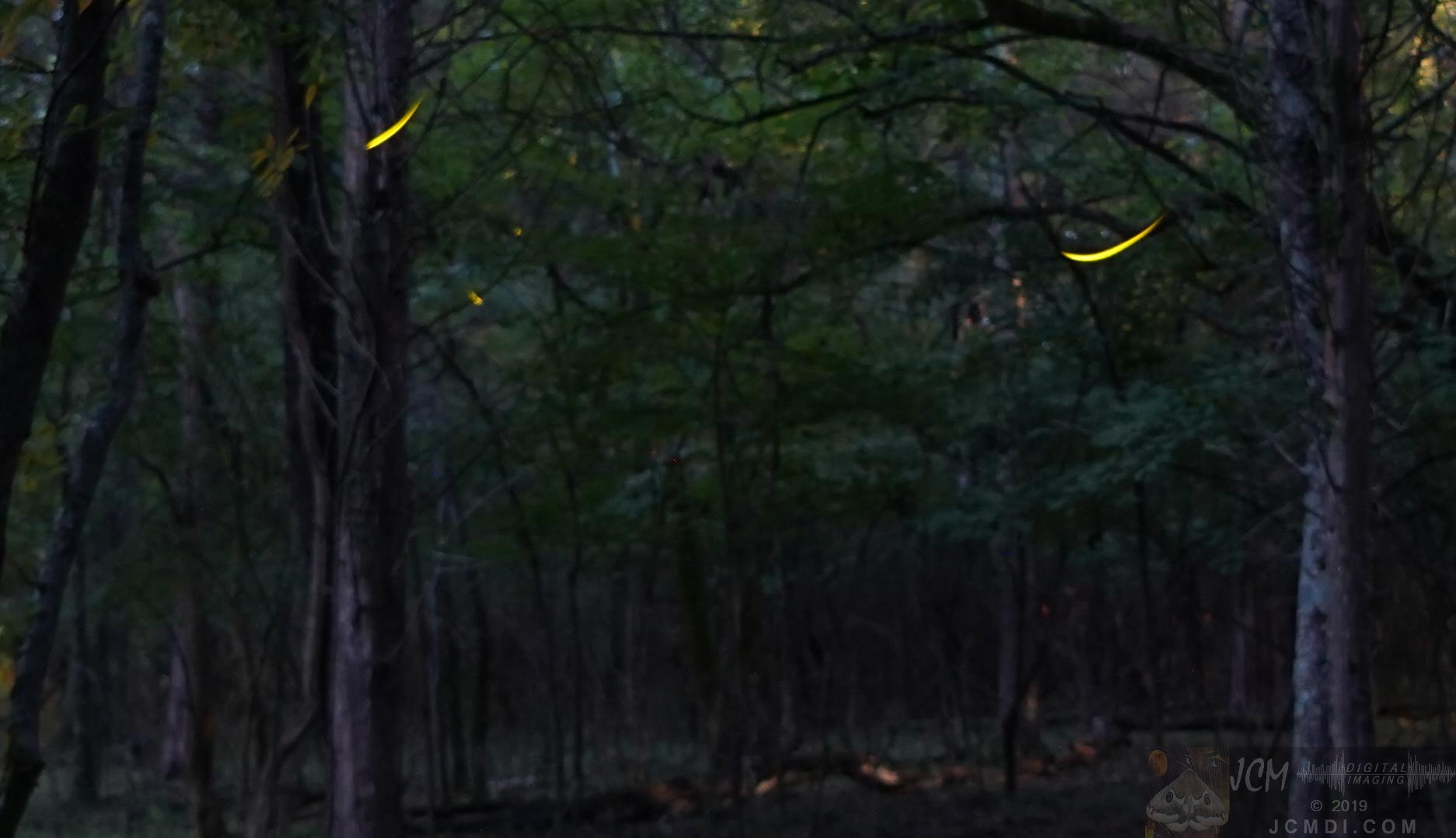 Long exposure Fireflies in woods near Old Hickory Lake TN